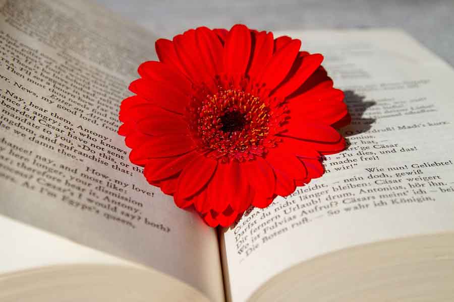 Open book with a fresh, red flower in it